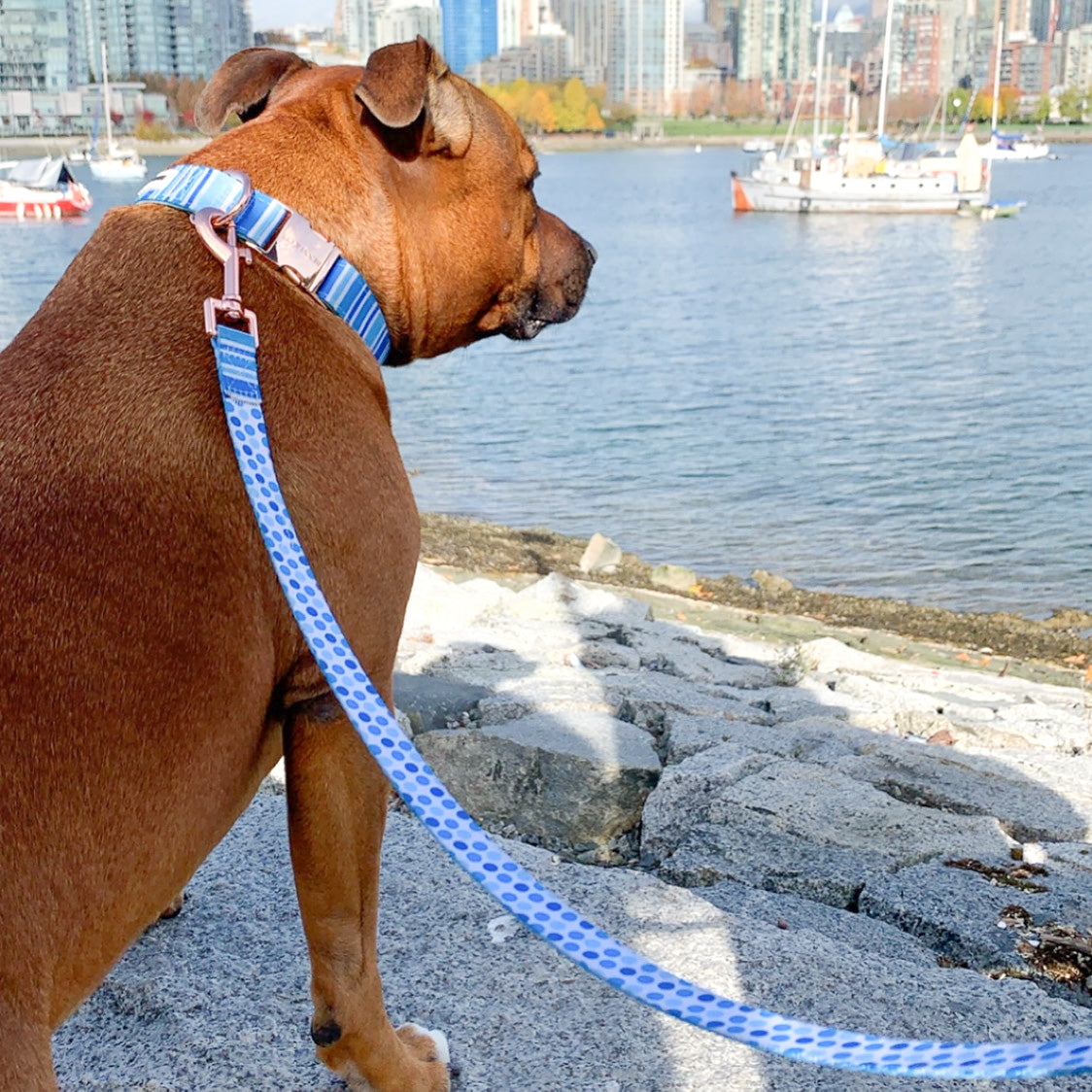 A stylish Ride the Waves Dog Collar featuring soft neoprene padding and rose gold hardware, perfect for comfort and durability.